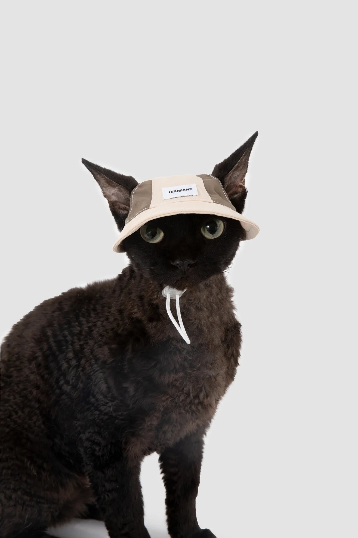 Milk Brown cap shown on a cat with the brim visible