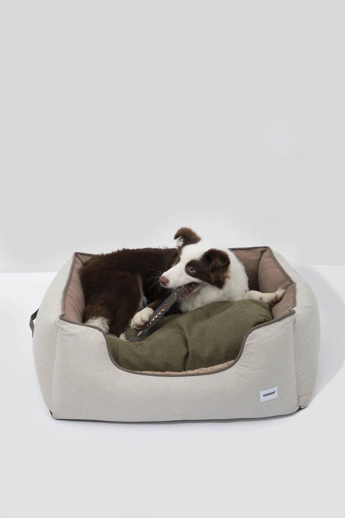 Border Collie lying relaxed in the Brown bed