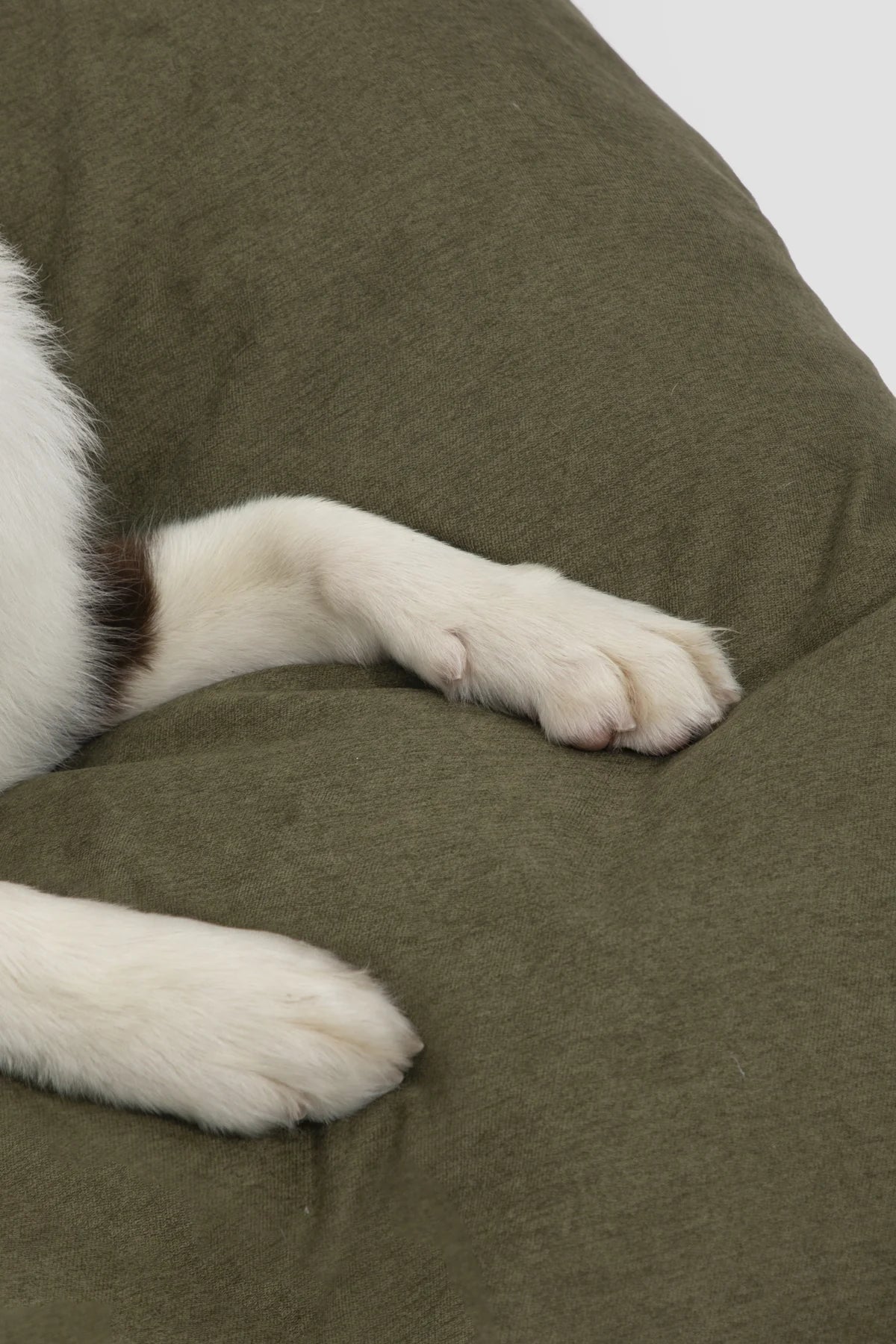 Dog paws resting on the textured cushion surface