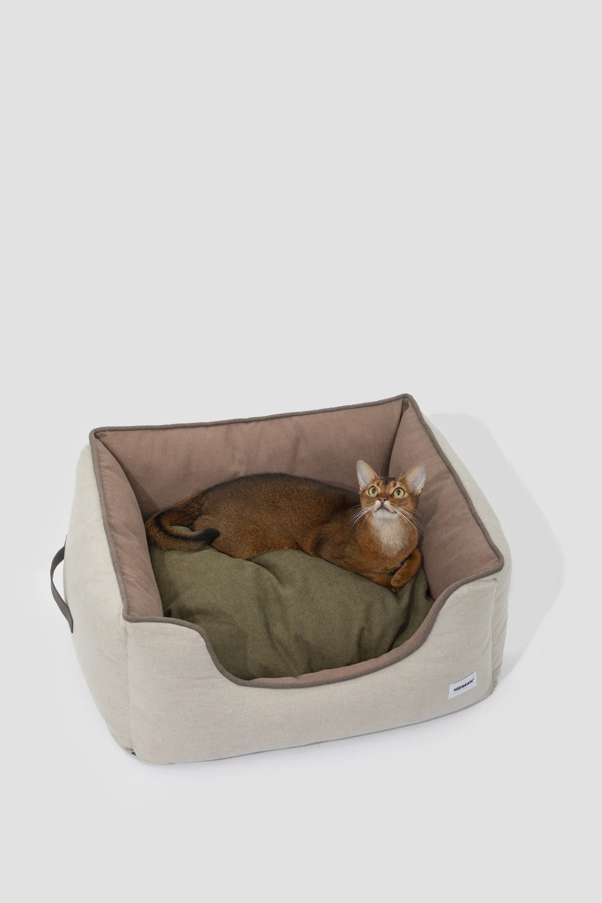 Cat resting in the Brown bed with its green cushion side visible