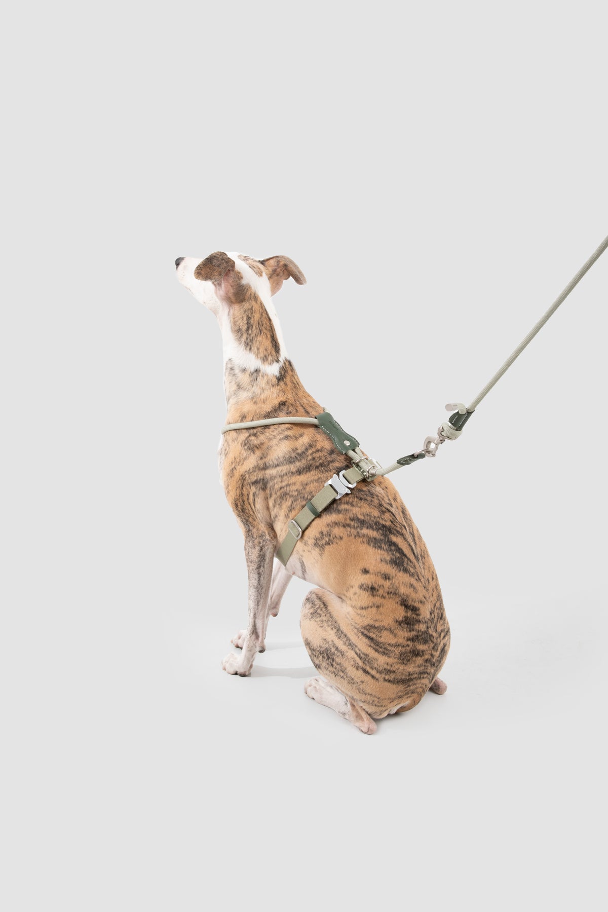 Dog wearing the Olive Green rope harness with matching leash attached