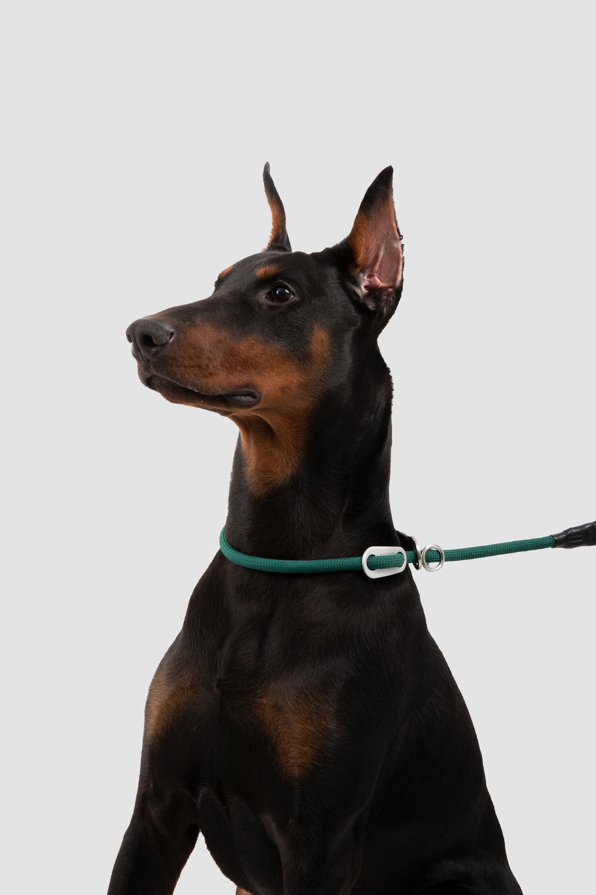 Dog wearing the Turquoise Green adjustable rope martingale collar