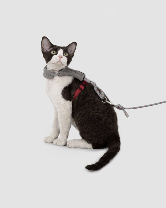 Cat wearing the ash gray Soft Cat Harness with its rope leash