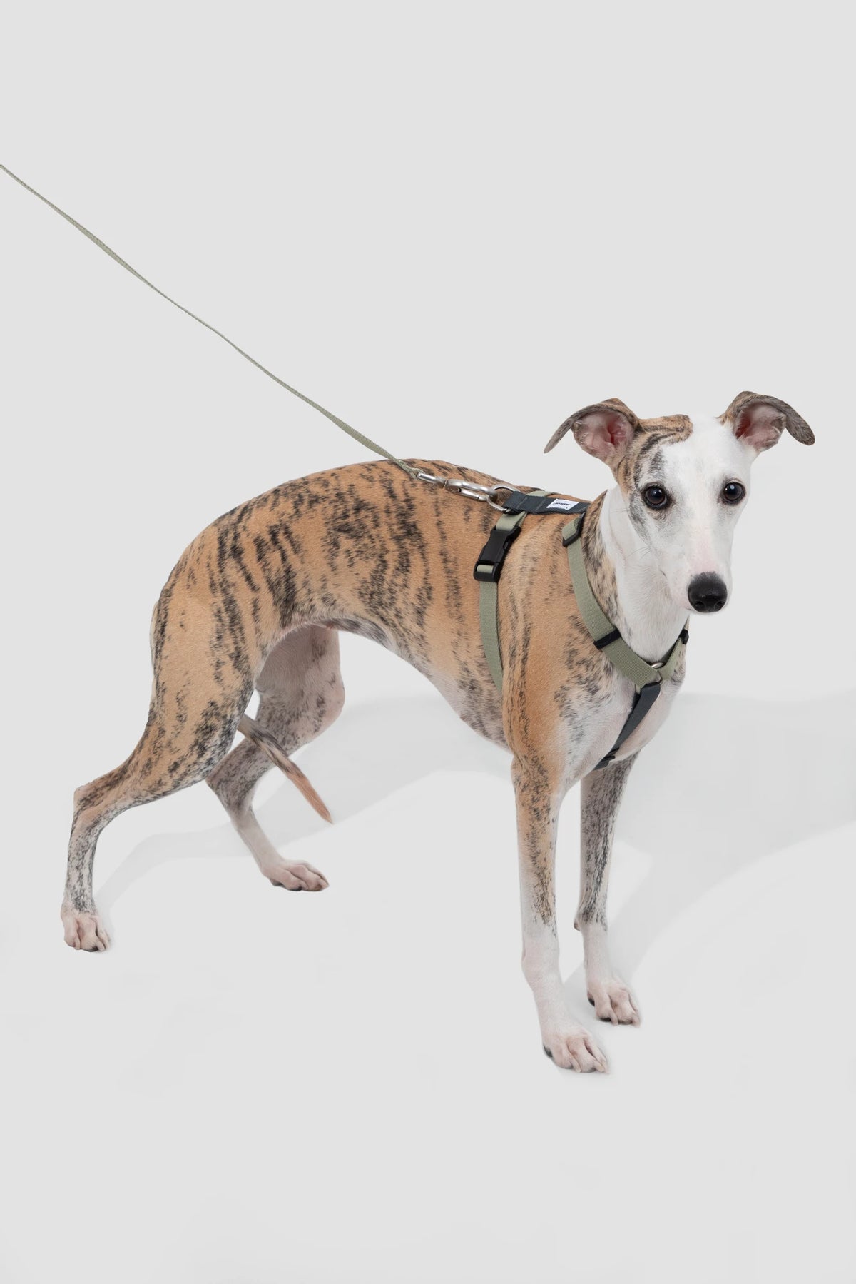 Green H-style harness and standard leash shown on a dog