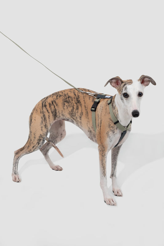 Green H-style harness and standard leash shown on a dog