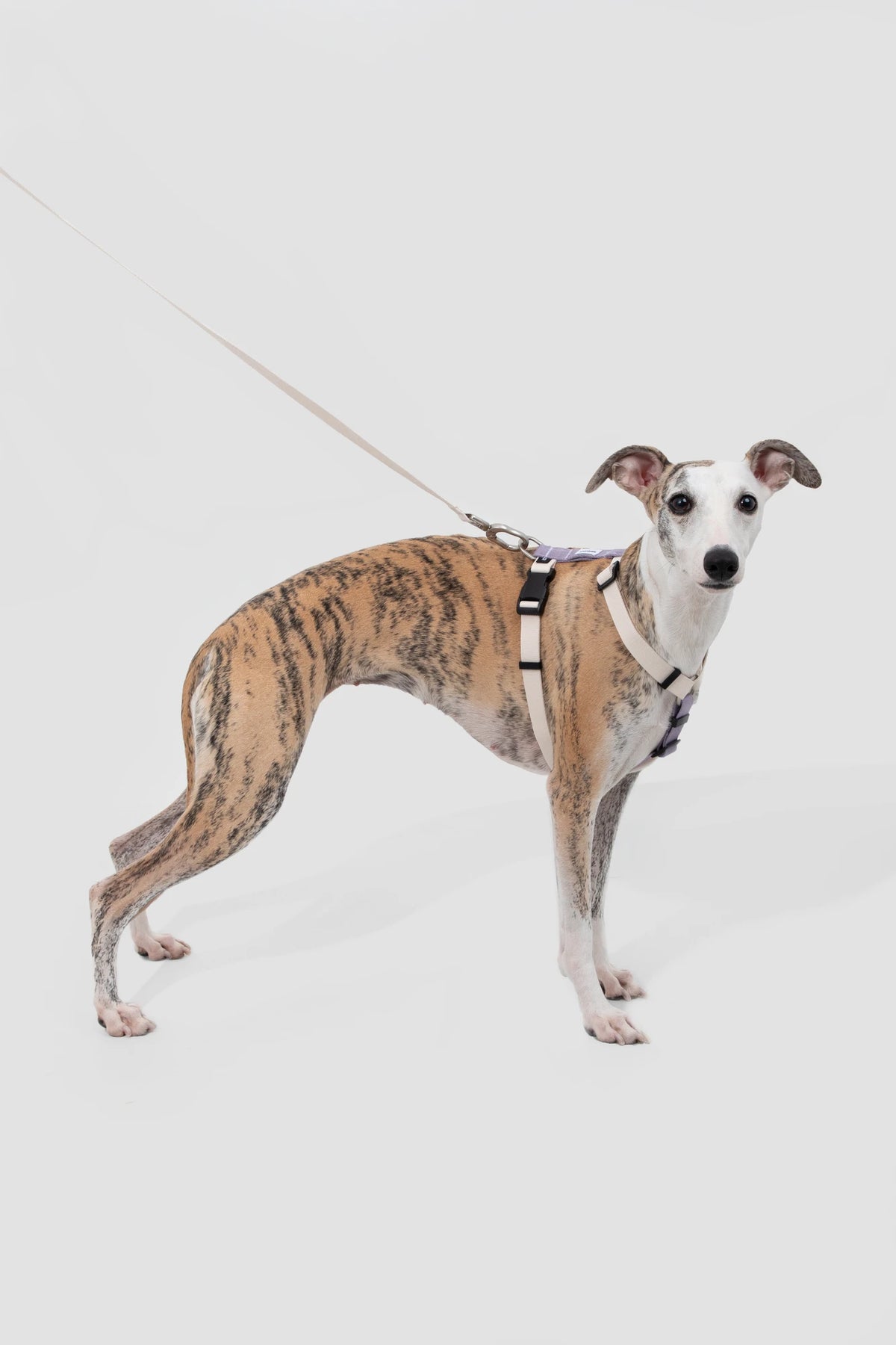 Purple H-style harness and standard leash shown on a dog
