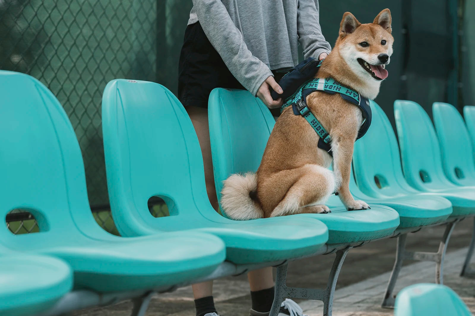 A person with a Shiba in a blue Bobo harness on outdoor courtside seats