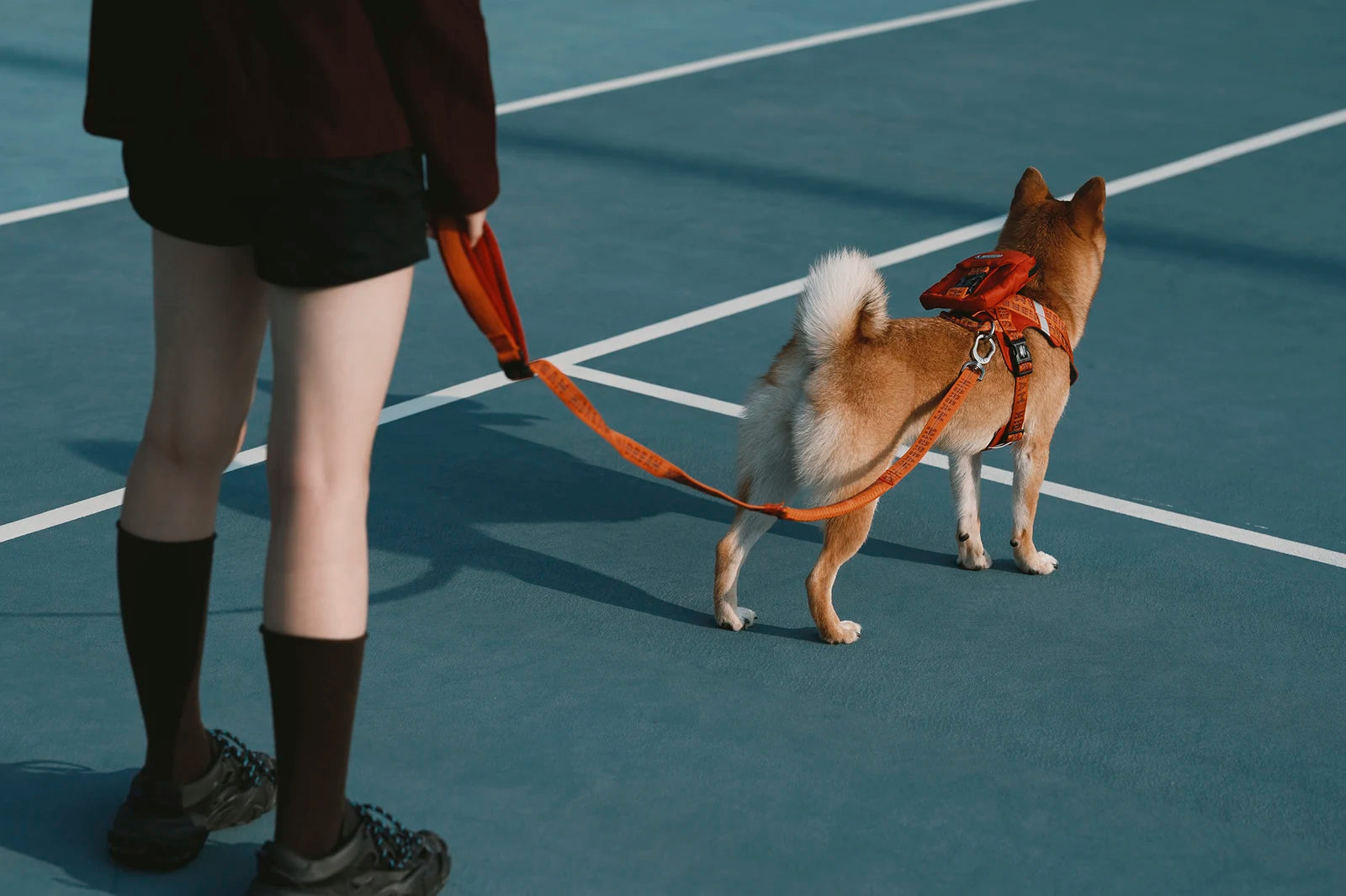 A person walking beside a Shiba wearing the orange Bobo Hug harness