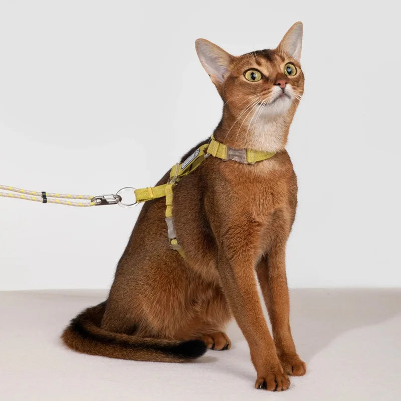 A brown cat wearing the yellow Bobo rope-and-nylon harness with its leash attached in the studio