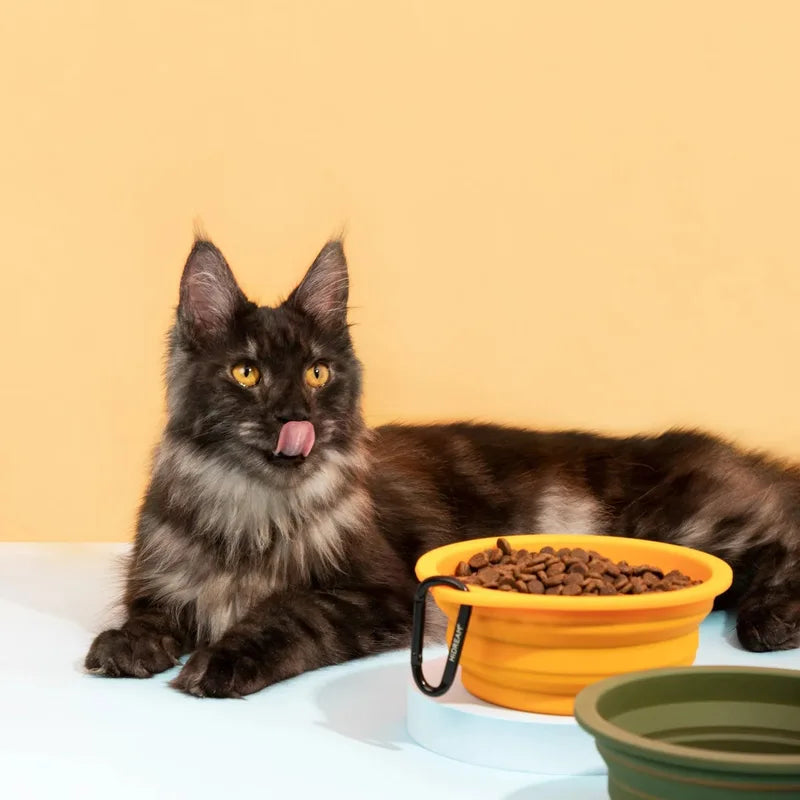 A cat beside an orange collapsible travel bowl at mealtime