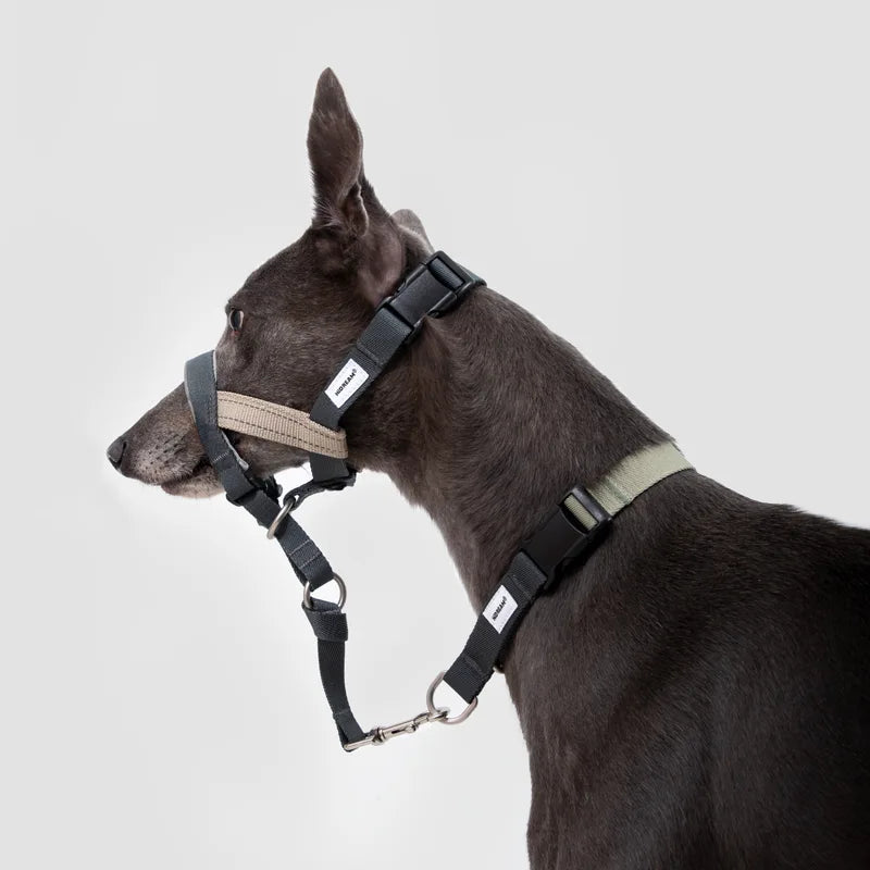 A dog wearing the Valley head collar with the connecting strap visible in the studio