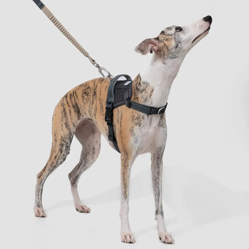 A brindle dog wearing the Valley vest harness with its leash attached in the studio