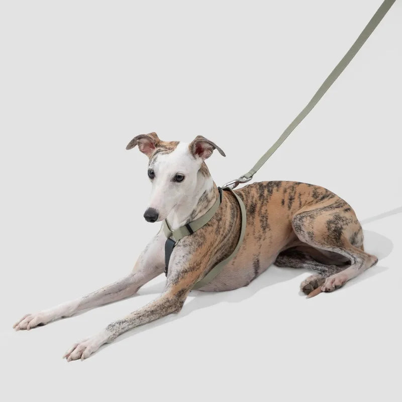 A brindle dog resting in the Valley walking set with its leash attached in the studio