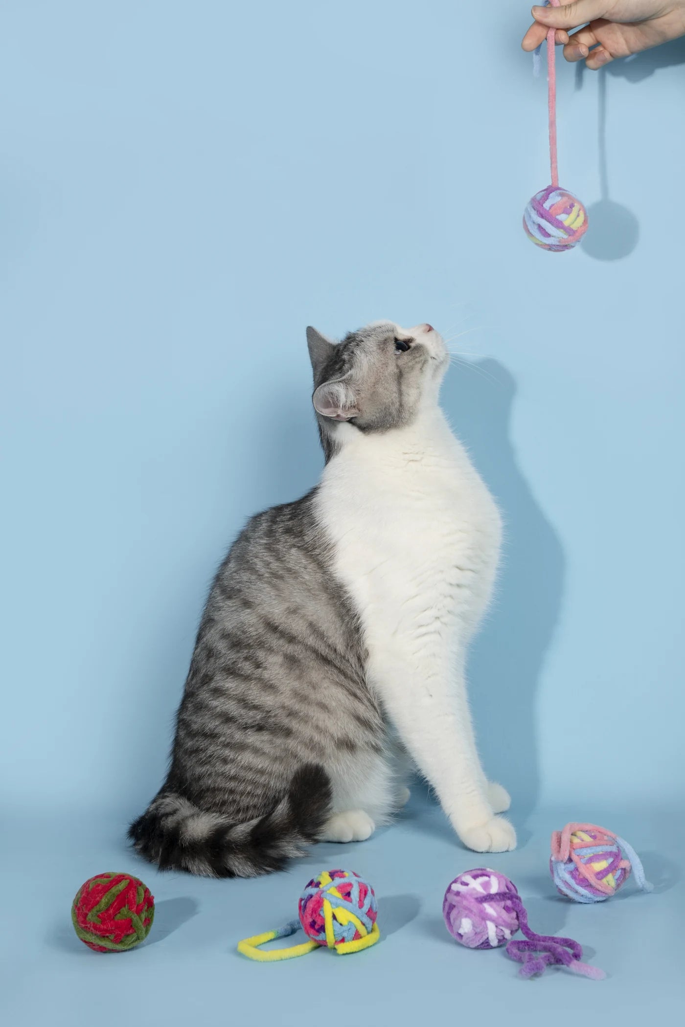 A cat watching a yarn ball held by a person against a soft blue background