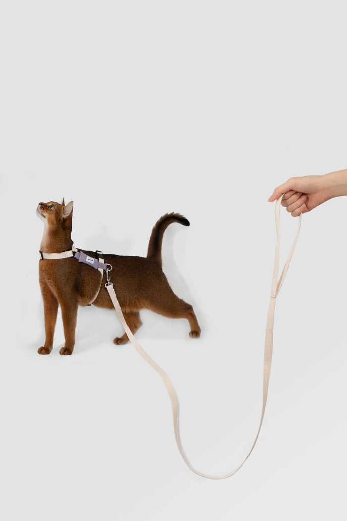 A cat wearing the Purple Valley lightweight harness while a person holds its matching leash in the studio