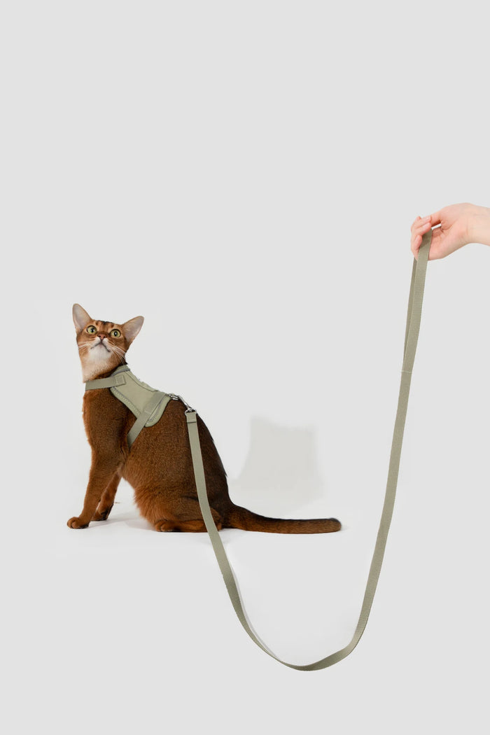 A cat wearing the Green Valley vest harness while a person holds its matching leash in the studio