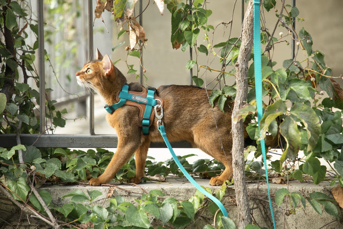 A cat wearing the green Bobo leather patchwork harness and leash beside plants and a railing