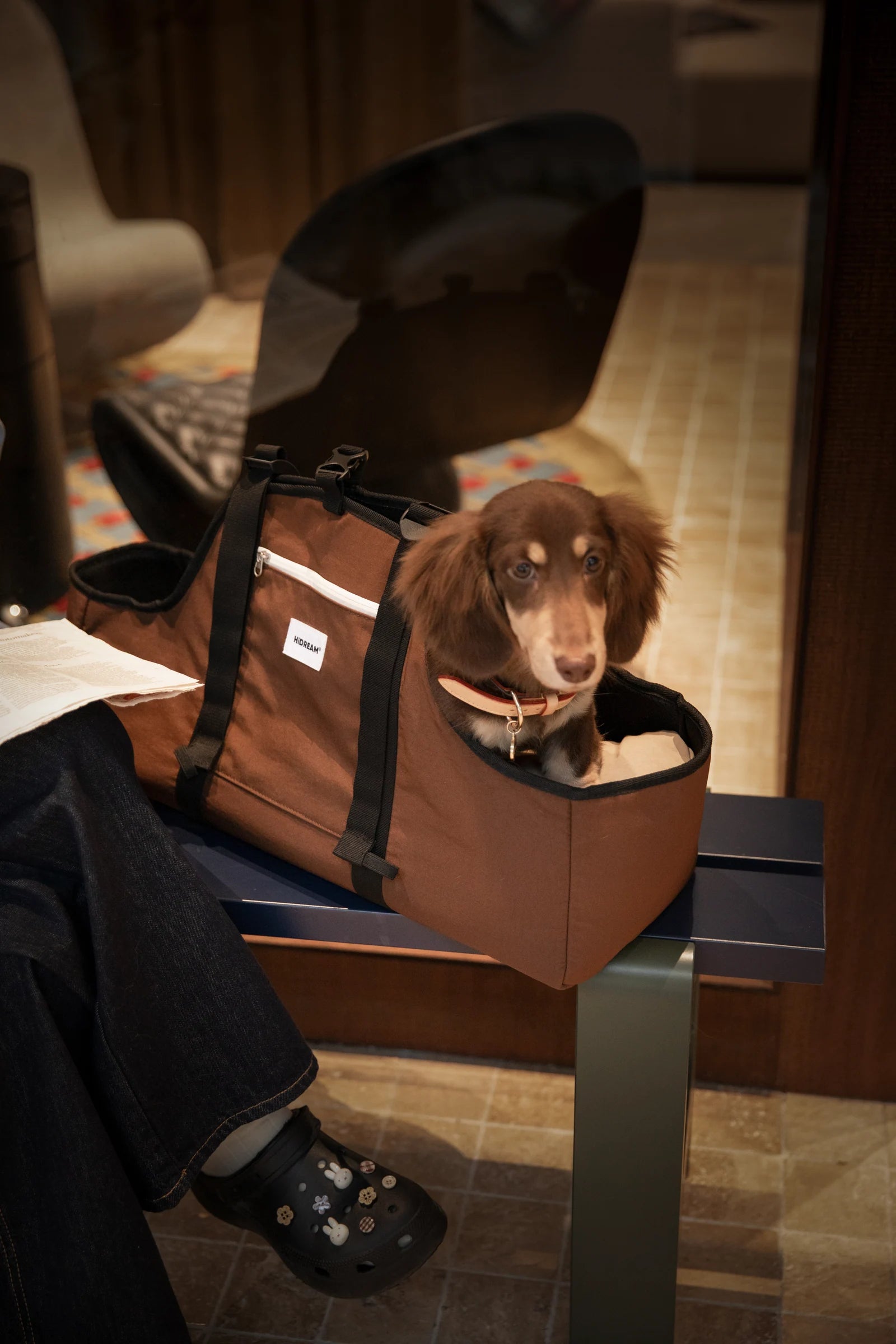A brown dachshund in the Walnut Brown Baguette carrier beside its person at a café
