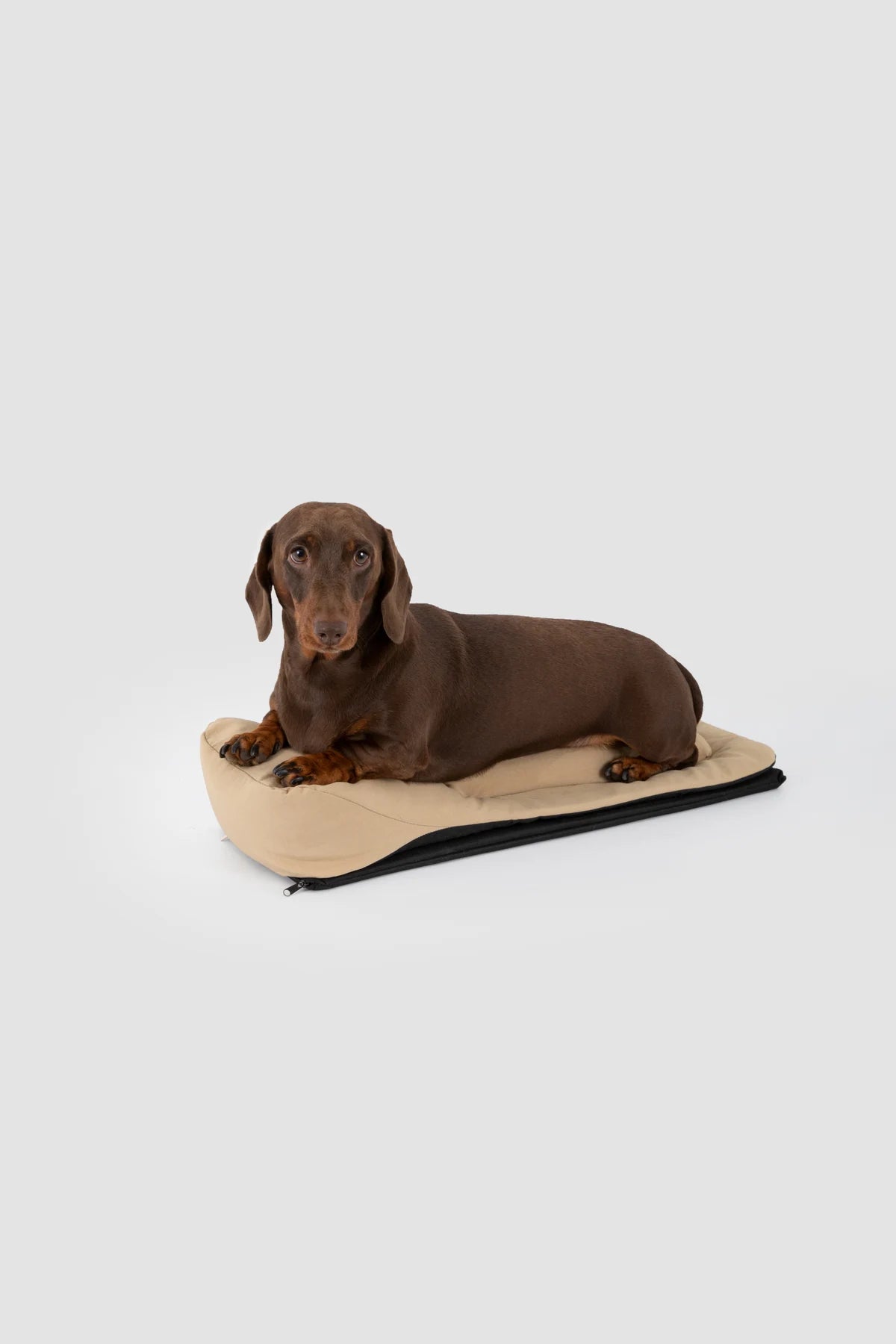 A dachshund resting on the padded insert, shown outside the Baguette carrier in HiDREAM studio photography