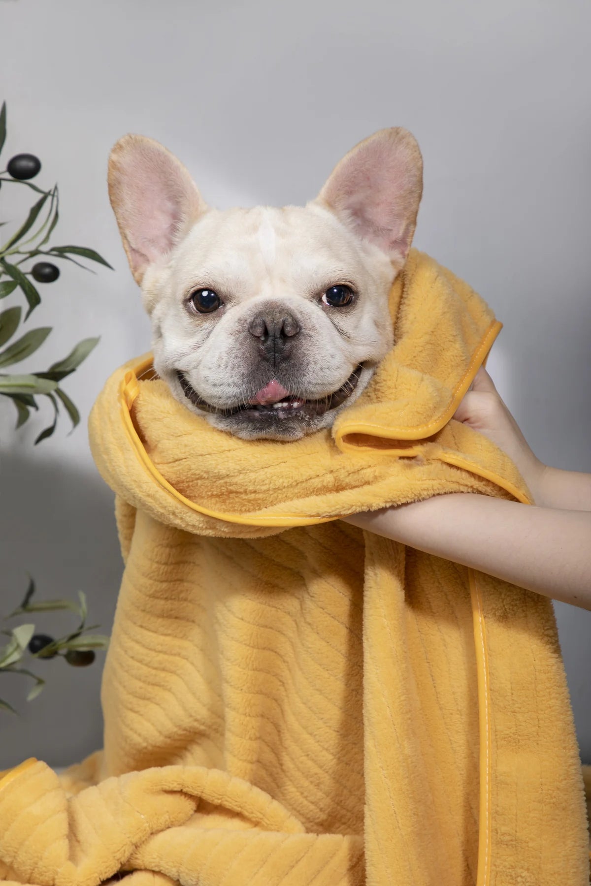 A dog wrapped loosely in a yellow bath towel by its person