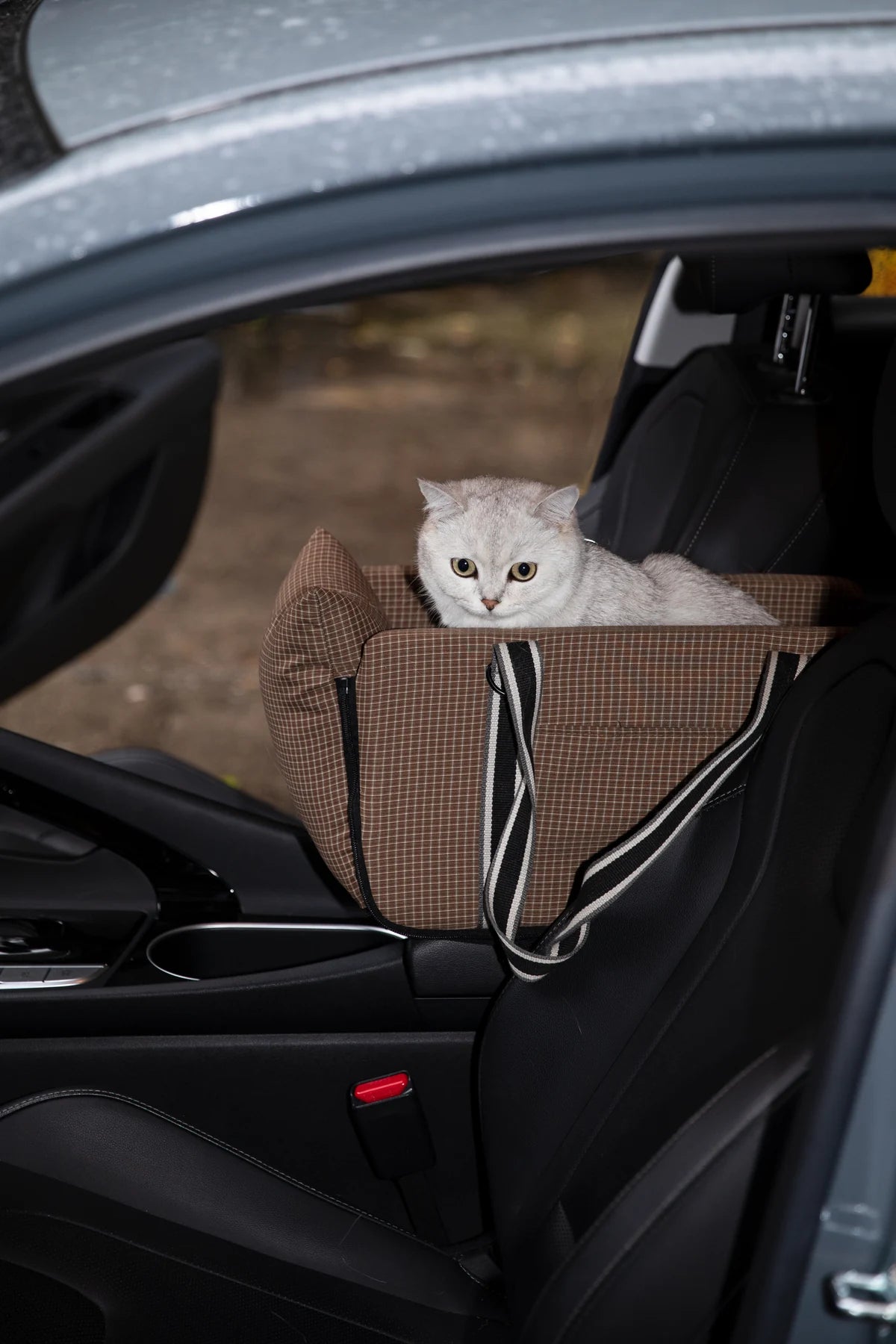 Cat looking out of the console carrier in a parked car