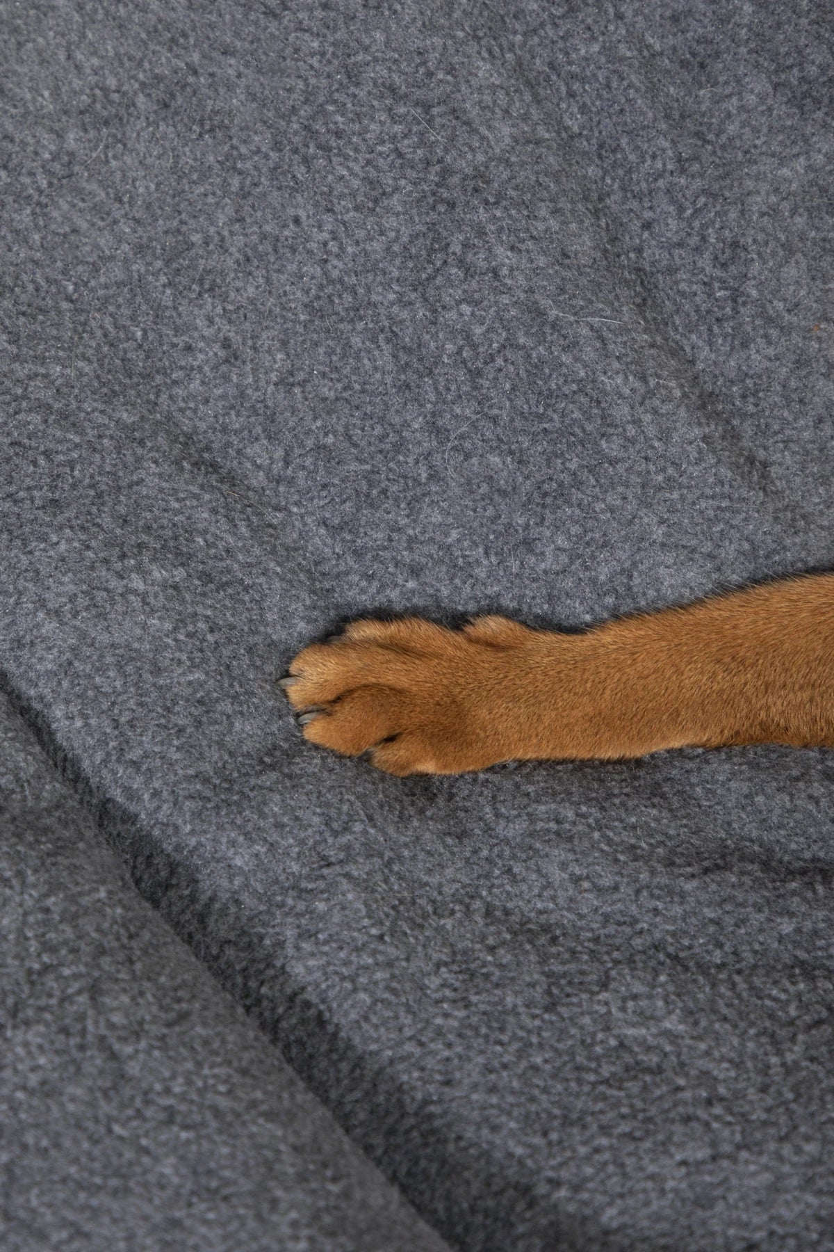 Soft fleece, seen closer