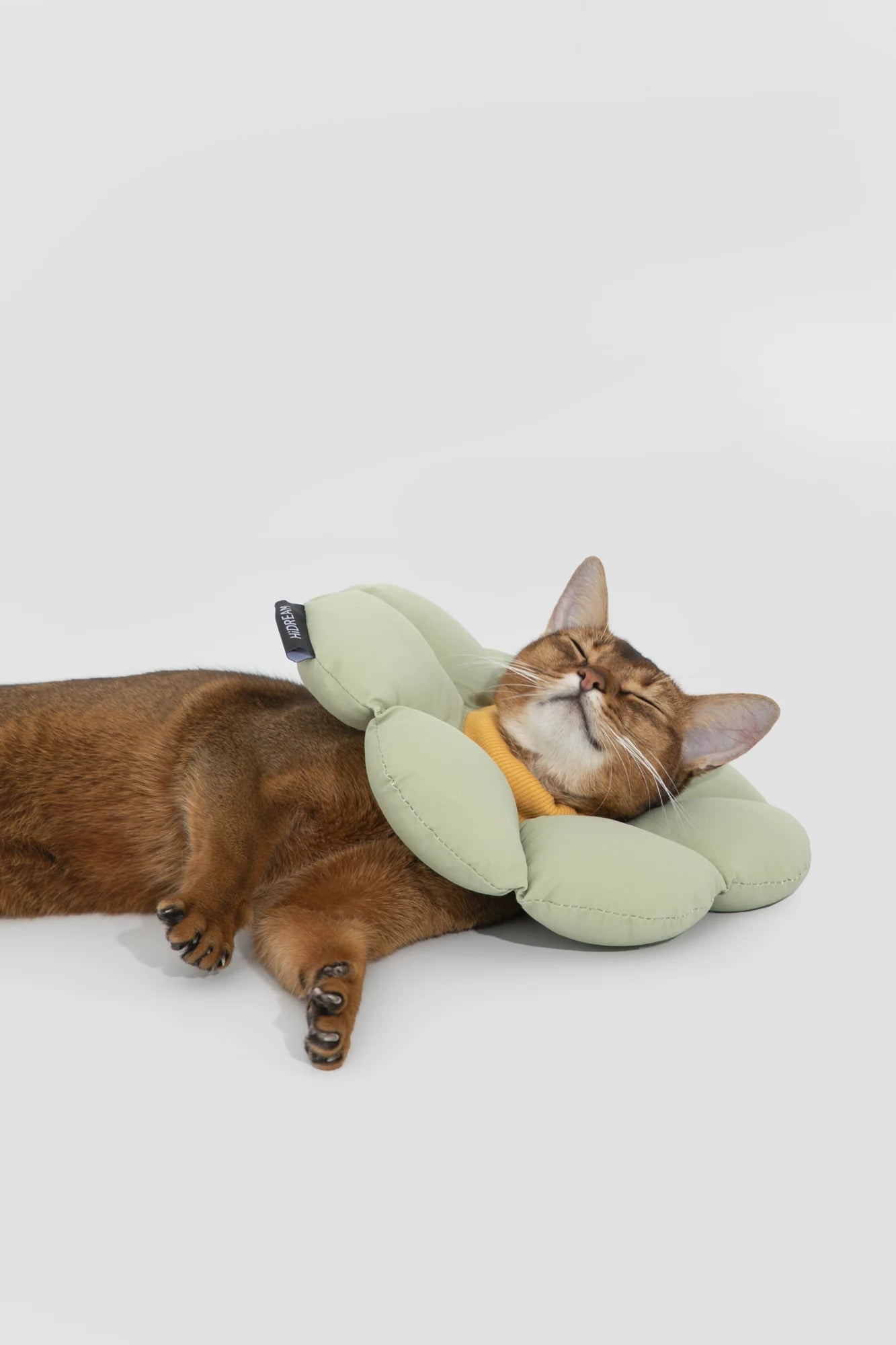 Wearing scene: green — Flower-Shaped Cat Recovery Collar