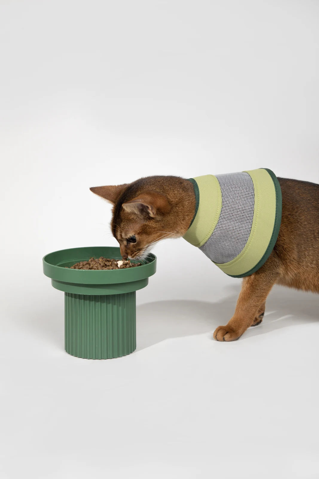 Cat wearing the Green cone beside a raised food bowl
