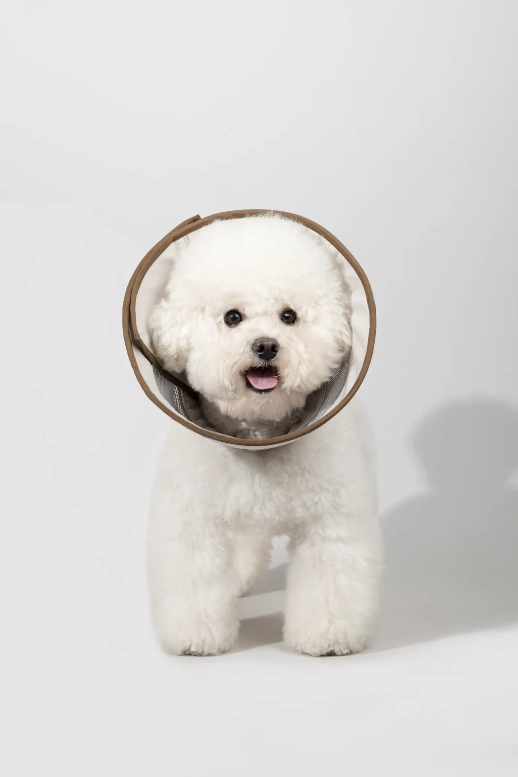 Beige mesh recovery cone worn by a real dog in the studio