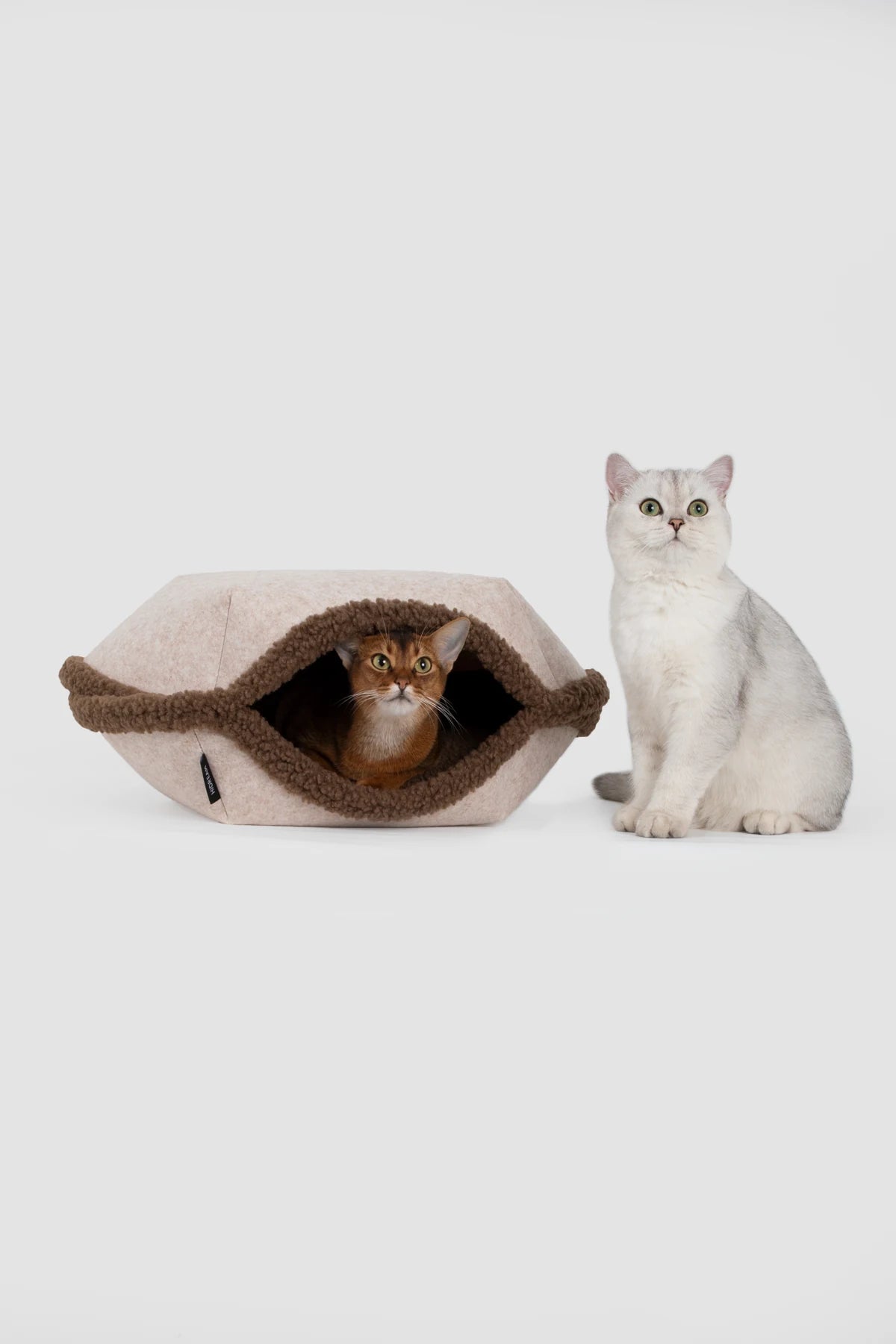 One cat inside the Tart bed and another beside it