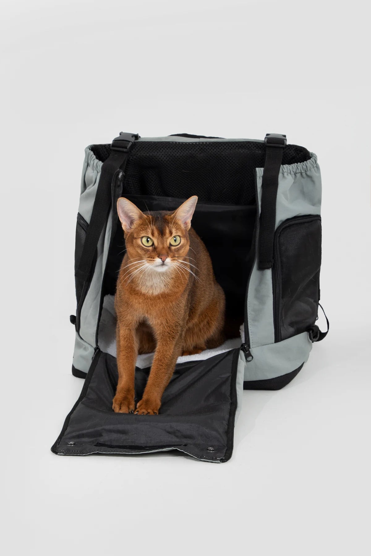 Volcanic Gray carrier with its front panel open and cat standing at the opening
