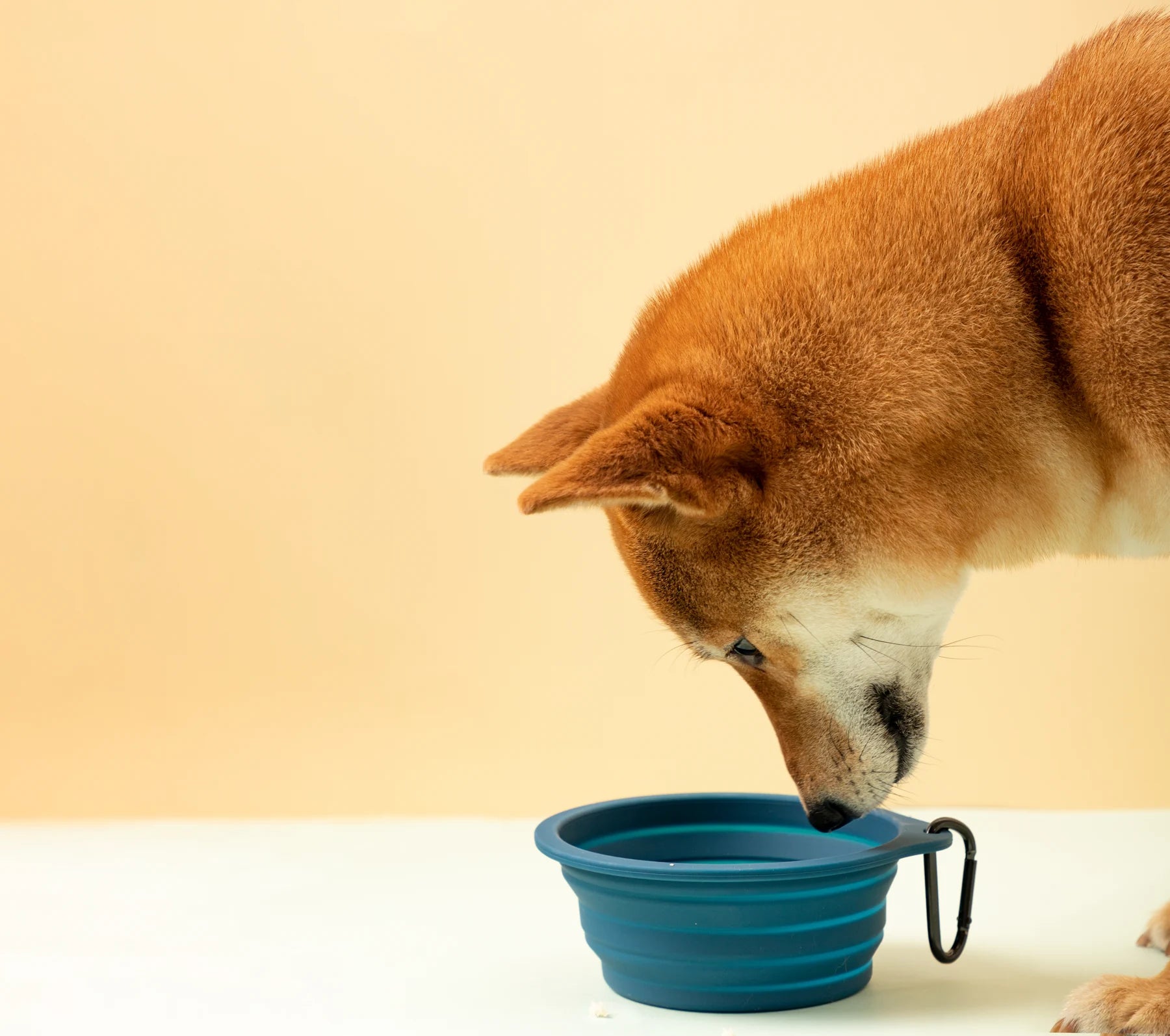 Dog drinking from a blue collapsible bowl