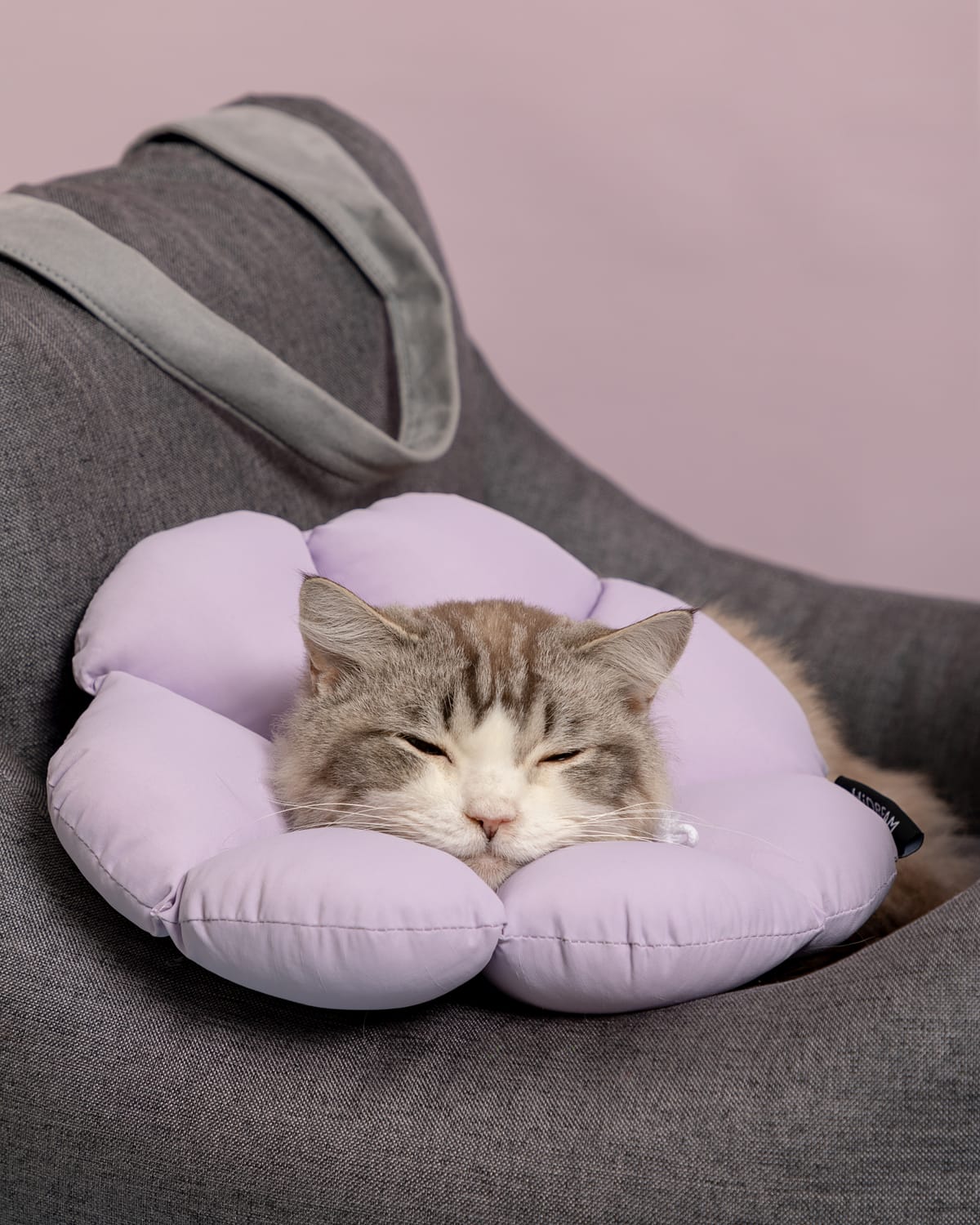 A cat sleeping in a flower-shaped recovery collar