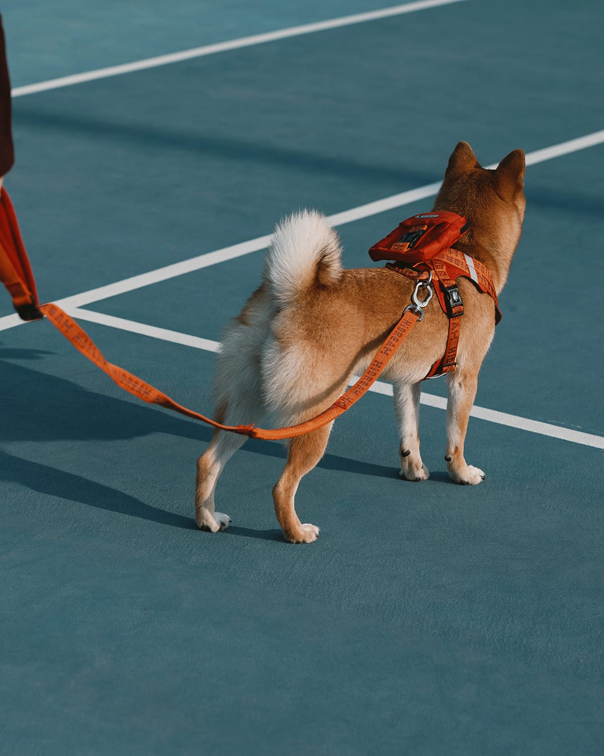 A Shiba in an orange harness walking on a court