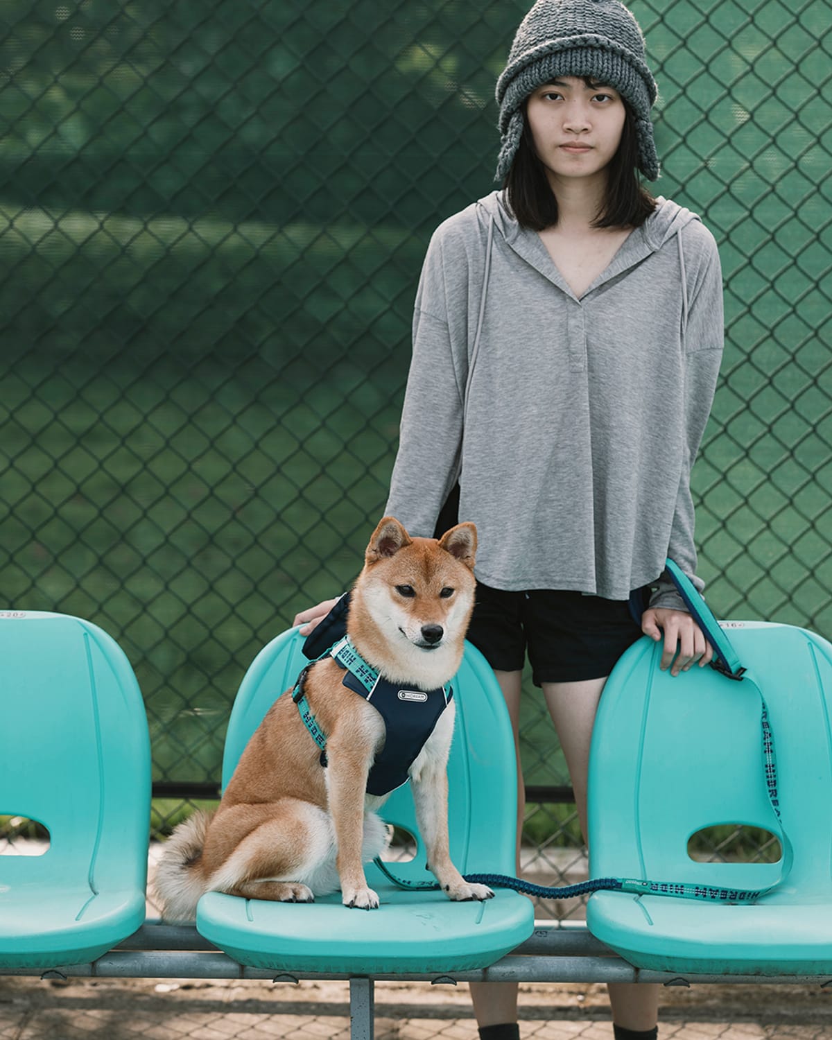 A Shiba sitting on teal courtside seats