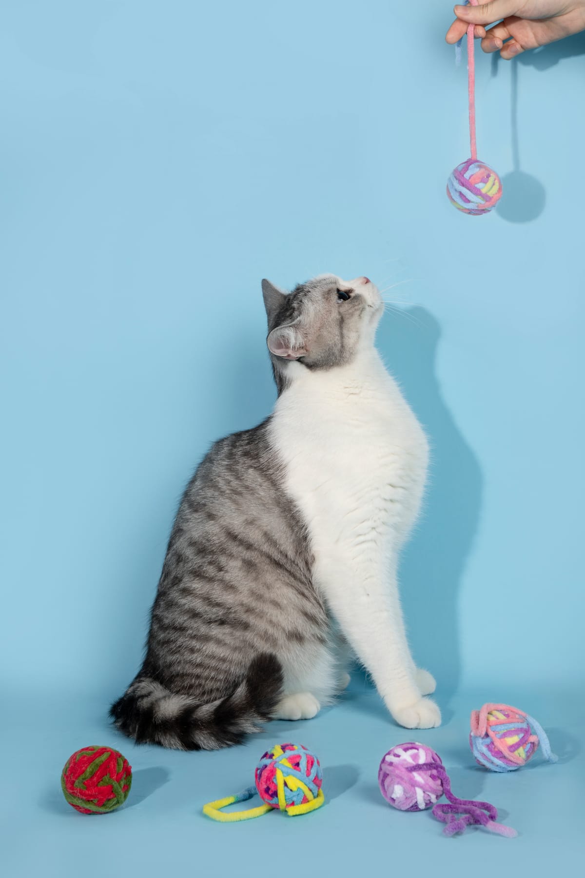 A cat looking up at a bell ball toy dangled against a soft blue wall