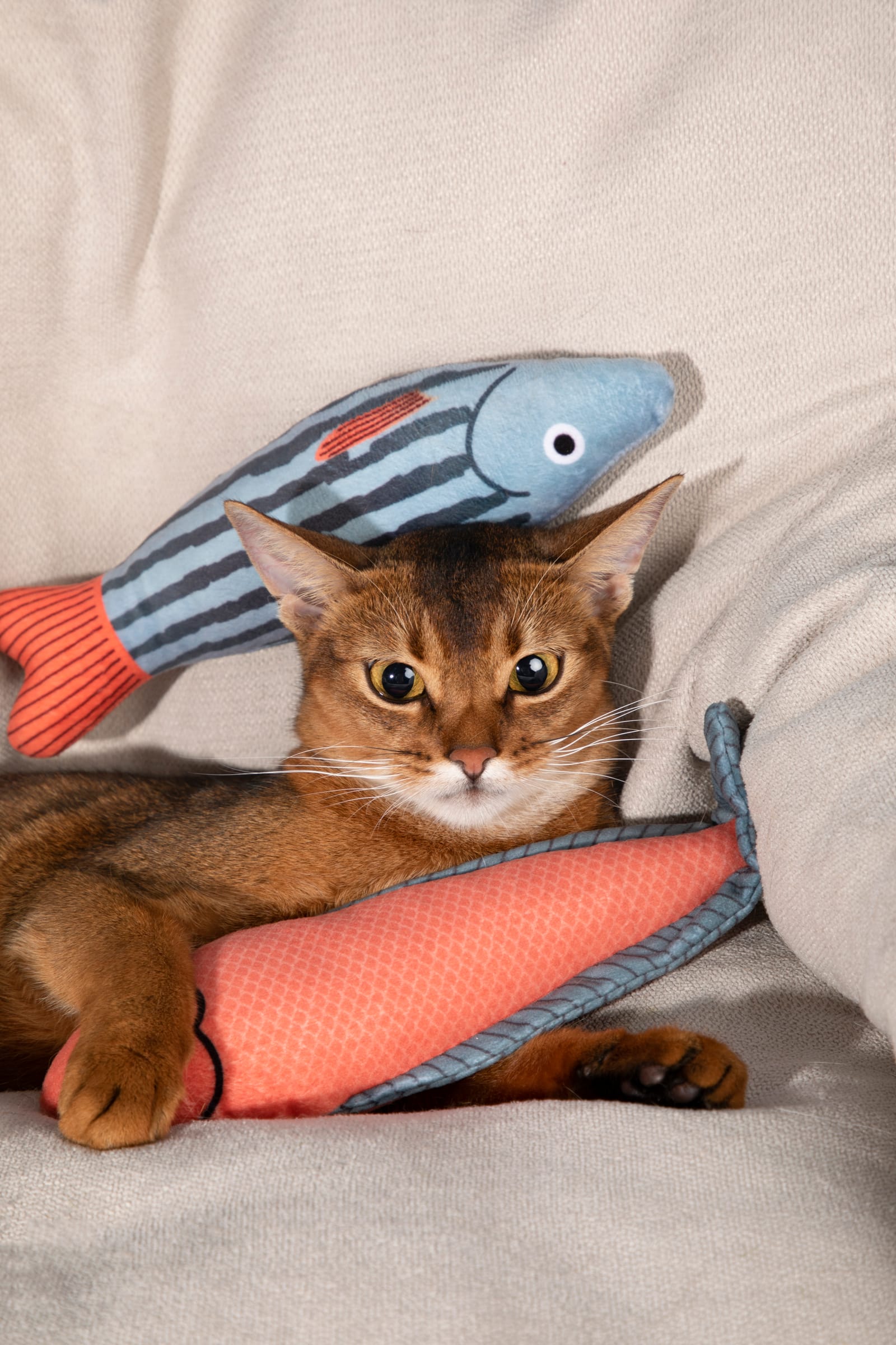 A cat curled up on the sofa hugging its striped catnip fish