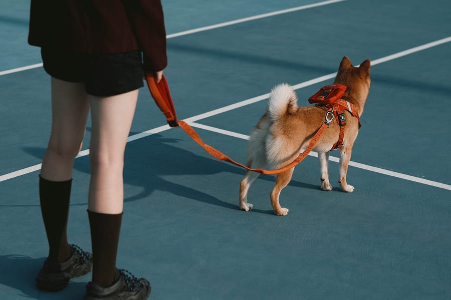 Walking beside a Shiba on an outdoor court