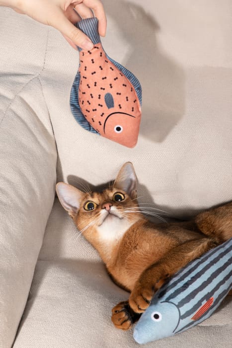 A hand offering the Catnip Fish Toy to a cat on the sofa